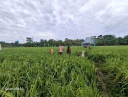 Babinsa Koramil 06/Mpy Turun Ke Sawah Bantu Petani Usir Hama Burung
