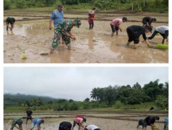 BABINSA KODIM 1311/MOROWALI DAMPINGI PETANI TANAM PADI DI KECAMATAN MORI ATAS