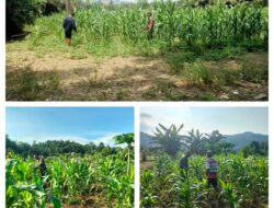 BABINSA KORAMIL 1311-03/PETASIA DAMPINGI PETANI LAKUKAN PEMUPUKAN LAHAN JAGUNG DI DESA MOHONI