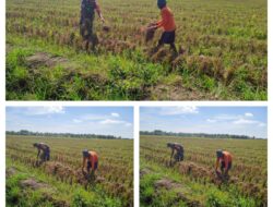 BABINSA SERTU HENGKY  BABINSA KODIM 1311/MOROWALI DAMPINGI WARGA DALAM PEMBERSIHAN LAHAN SAWAH DI DESA TOWARA PANTAI