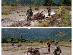 BABINSA KORAMIL 1311-03/PETASIA DAMPINGI PENGOLAHAN SAWAH HANPANGAN PADI DI DESA TOGO MULYA