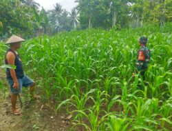 Sukseskan Swasembaga Pangan , Babinsa Melaksanakan Pendampingan Ketahanan Pangan Kepada Petani Jagung