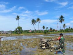 Sukseskan Ketahan Pangan , Babinsa Komsos Dengan Petani Padi Di Sawah