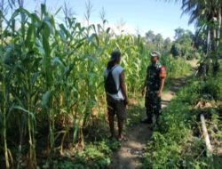 Dukung Ketahanan Pangan, Serda Rusdan Bantu Warga Binaan Rawat Tanaman Jagung