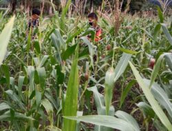 Wujudkan Hanpangan, Babinsa Dampingi Petani Di Wilayah Desa Binaan.