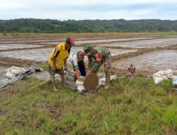 Melalui Komsos, Babinsa Berikan Motivasi Kepada Petani Padi.