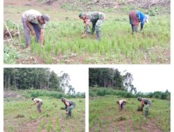 Wujudkan Swasembada Pangan, Babinsa Bantu Petani Bersihkan Rumput dan Gulma