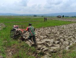 Gunakan Mesin Traktor, Babinsa Koramil 02/ Pamona Pusalemba Dampingi Petani Bajak Sawah