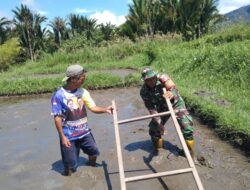 Sukseskan Swasembada Pangan, Babinsa Bantu Petani Tanam Padi Musim Tanam