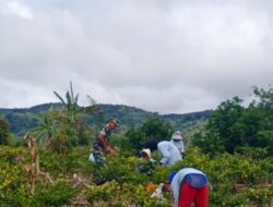 Sukseskan Ketahanan Pangan, Babinsa Dampingi Petani Cabai Rawit