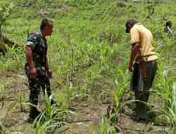 Selalu Mendampingi Warga Binaan Babinsa Koramil 01/Poso Kota Bantu Petani PendampinganJagung