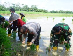 Kapolres Aceh Tamiang Hadiri Gerakan Tanam Padi Serentak