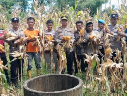 Panen Raya Jagung di Bandar Baru, Polsek Tunjukkan Komitmen Nyata Dukung Ketahanan Pangan Nasional