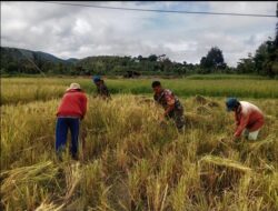 TNI Selalu Ada di Tengah Masyarakat, Anggota Koramil 1307-02/Pampuse Dampingi Petani Panen Padi di Desa Kelei