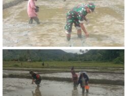 Babinsa Terjun Langsung Di Sawah, Bantu Petani Proses Tanam Bibit Langsung