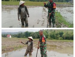 TNI Selalu Hadir Buat Petani, Babinsa Koramil 02/ Pamona Pusalemba Bantu Petani Buat Pematang Sawah