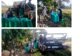 Wujudkan Swasembada Ketahanan Pangan , Babinsa Koramil 03/Batui Membantu Panen Padi DI Wilayah Binaan