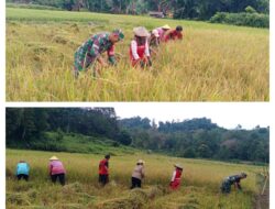 Bantu Petani Panen Padi, Wujud Dukungan Babinsa Koramil 02/Pamona Puselemba  Sukseskan Swasembada Pangan