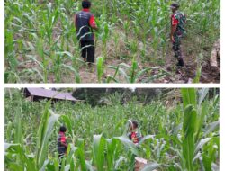 Babinsa Desa Bongka Makmur Melaksanakan Pendampingan Ketahanan Pangan Kepada Petani Jagung