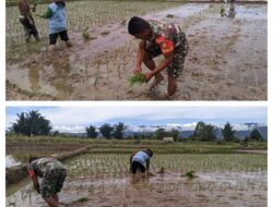 Sukseskan Program  Ketahanan Pangan Babinsa Koramil 11/Pamona Selatan  Bantu Petani Tanam Padi