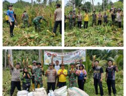Sebagai Wujud Ketahanan Pangan,Koramil 11/ Liang Panen Jagung