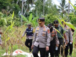 Dukung Ketahanan Pangan Nasional, Kapolres Pidie Jaya Tinjau dan Panen Jagung di Lahan Binaan Polsek Panteraja