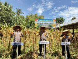 Kapolres Pidie Panen Jagung di Kembang Tanjung