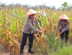 Panen Jagung Perdana di Lahan Produktif Milik Polres Aceh Tamiang