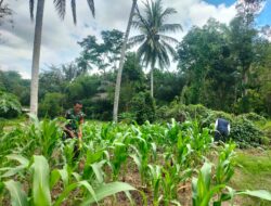 Dukung Ketahanan Pangan, Babinsa Sambangi Petani jagung Di Desa Binaan