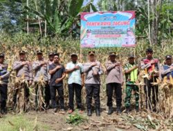 Kapolres Pidie Jaya Panen Raya Jagung: Dukung Ketahanan Pangan Nasional Lewat Asta Cita Presiden RI
