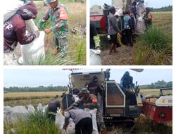 Lancarkan Hanpangan Di Wilayah, Babinsa Bantu Petani Panen Padi