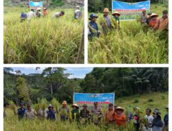 Babinsa Turun ke Sawah, Bantu Petani Panen Padi untuk Dukung Swasembada Pangan
