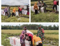 Wujud Nyata Pendampingan Babinsa Bantu Petani Panen Padi Di Desa Binaan