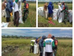 Kepedulian Swasembada Pangan, Babinsa Desa Kayowa Pendampingan dan Bantu Petani Panen Padi