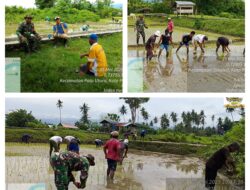 Turun ke Sawah, Babinsa Taweli Dampingi Petani Tanam Padi untuk Dukung Ketahanan Pangan