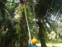 Karyawan Pemanen PTPN IV Regional 6 Abaikan Himbauan SPBUN