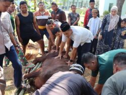 Kodim 0429/Lamtim Sembelih 5 Ekor Sapi Usai Sholat Idul Adha 1446 H