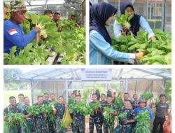 Wujudkan TNI AU AMPUH Dukung Ketahanan Pangan, Yonko 464 Kopasgat Panen Sayuran Hidroponik