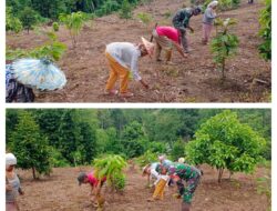 Laksanakan Pendampingan Ketahanan Pangan, Babinsa Bantu Petani Tanam Jagung