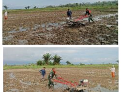 Sukseskan Swasembada Pangan, Babinsa Bantu Petani Pengelolaan Padi Sawah