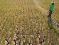 Petani Sawah Di Nurussalam Terancam gagal panen.ย