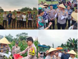 Kapolres Metro Bekasi kota Kombes Pol Kusumo Wahyu Bintoro, SH,.S.I.K,.MH,. Panen Raya Jagung Kuartal III Dipolsek Jatisampurna.