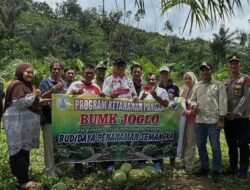 Kunjungan Kebun Budidaya Semangka, Bupati Aceh Tamiang Irjen Pol. (P) Drs. Armia Pahmi, MH Apresiasi Usaha BUMK Kampung Seumadam