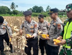 Polsek Jajaran Polres Pidie Jaya Gelar Panen Raya Jagung Serentak Kuartal III Dukung Swasembada Pangan 2025