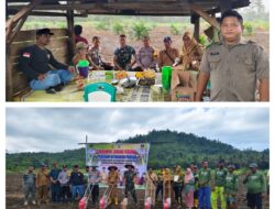 Rangka Menyukseskan Ketahanan Pangan Nasional, Babinsa Tananagaya Hadiri Penanaman Jagung Pipil Di Wilayah Binaan