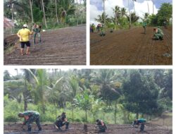 Mendukung Ketahanan Pangan, Koramil Buka Lahan Tanam Padi Gogo