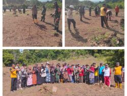 Danramil 11/Liang Hadiri Penanaman Jagung Serentak Kwartal III Guna Dukung Swasembada Pangan Tahun 2025