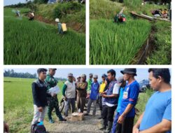 Atasi Hama, Babinsa Koramil 14/Toili, PPL dan BPP Lakukan Penyemprotan Padi di Lahan Sawah