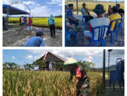 Bantu Petani Panen Raya., Wujud Kebersamaan Babinsa Bersama Warga Di Wilayah Binaan