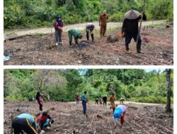 Babinsa Koramil 11/Liang Dampingi Petani Tanam Padi Gogo dengan Sistem Tumpang Sari di Desa Saleati